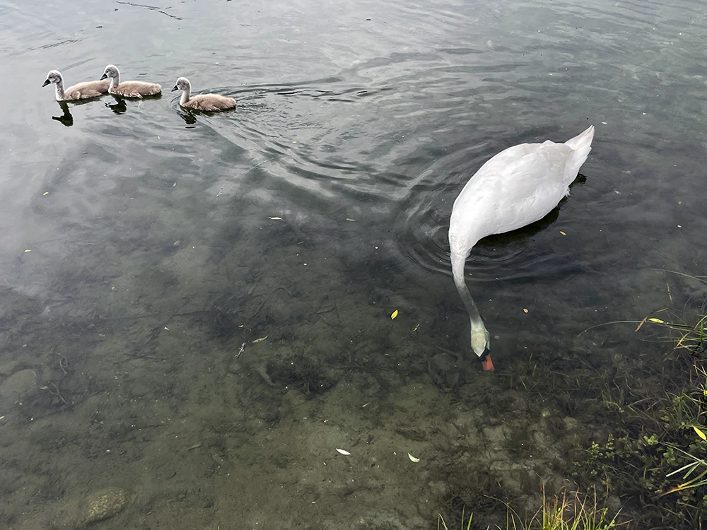 מבט פנים - סדנה